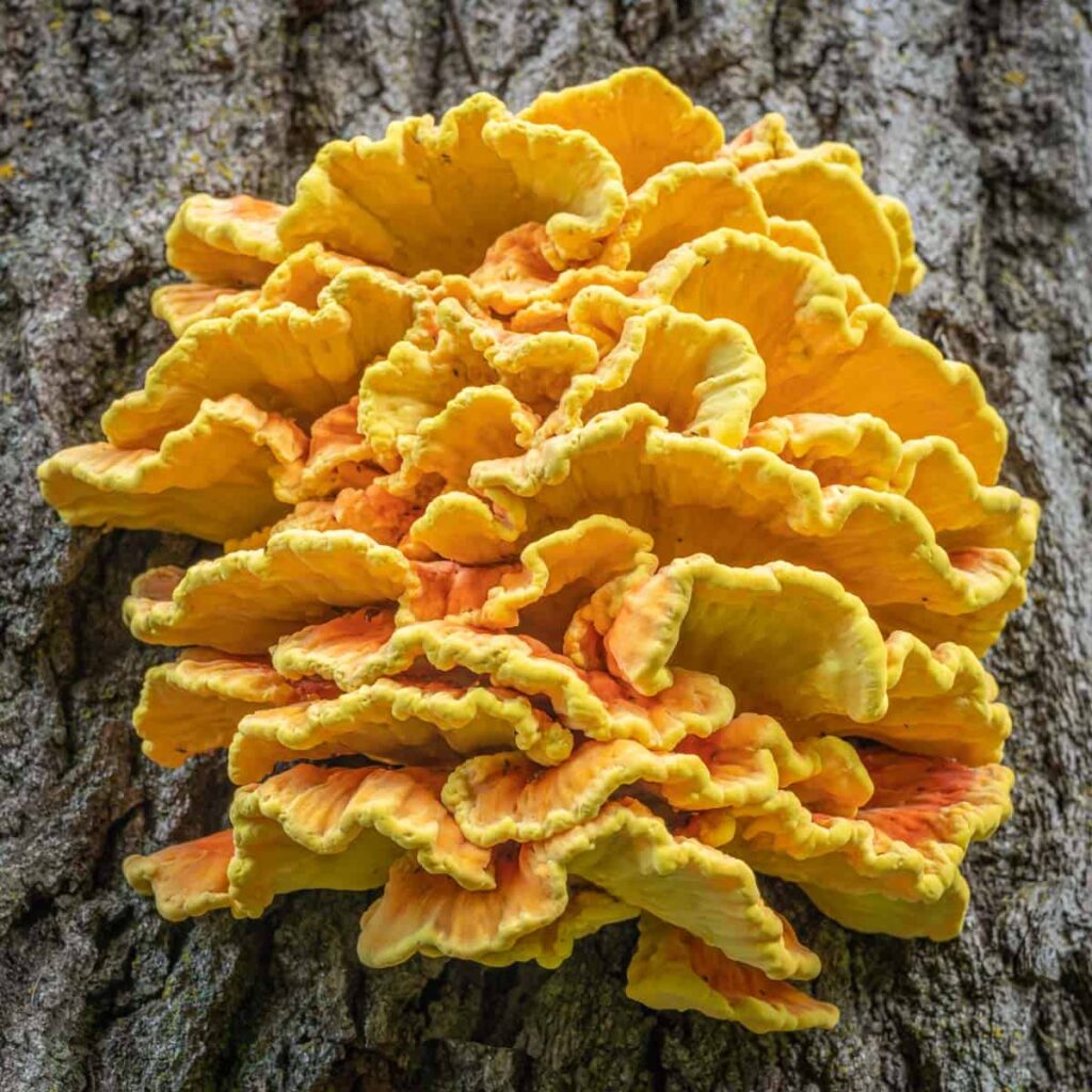 chicken of thee woods recipe